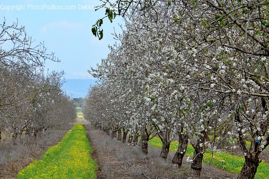 Plant, Nature, Outdoors, Field, Food