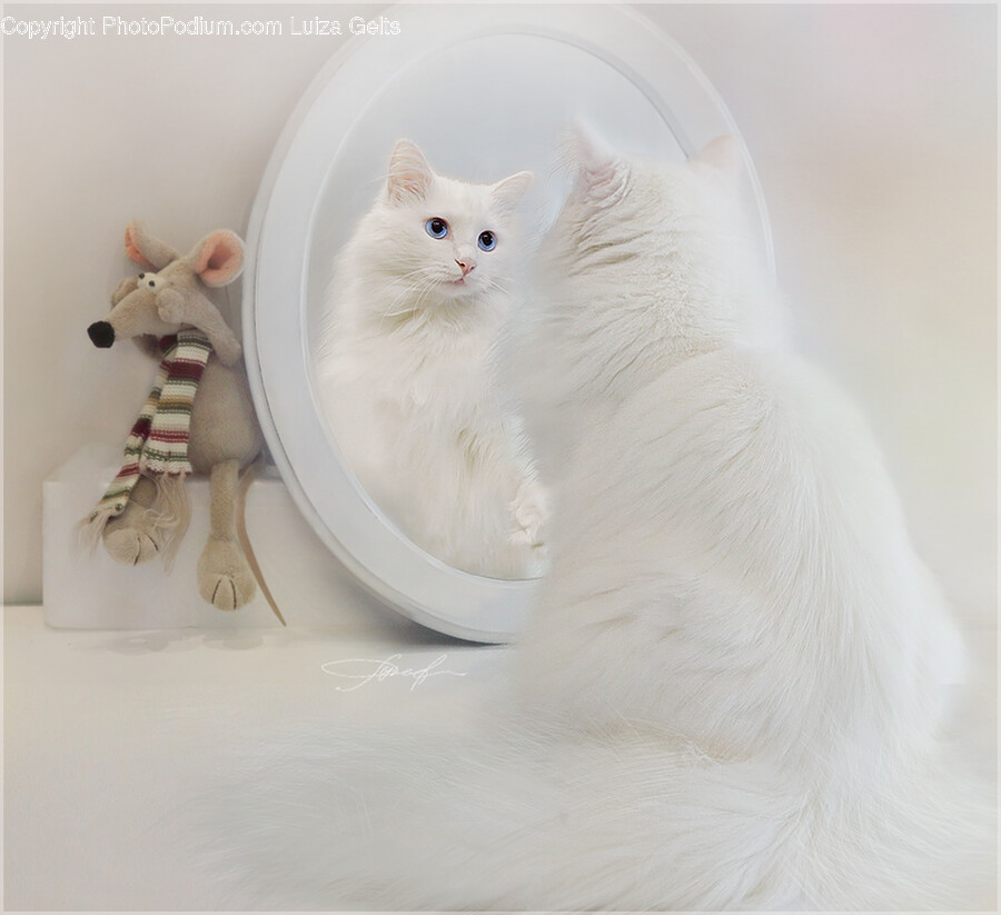 Angora, Cat, Pet, Animal, Mammal