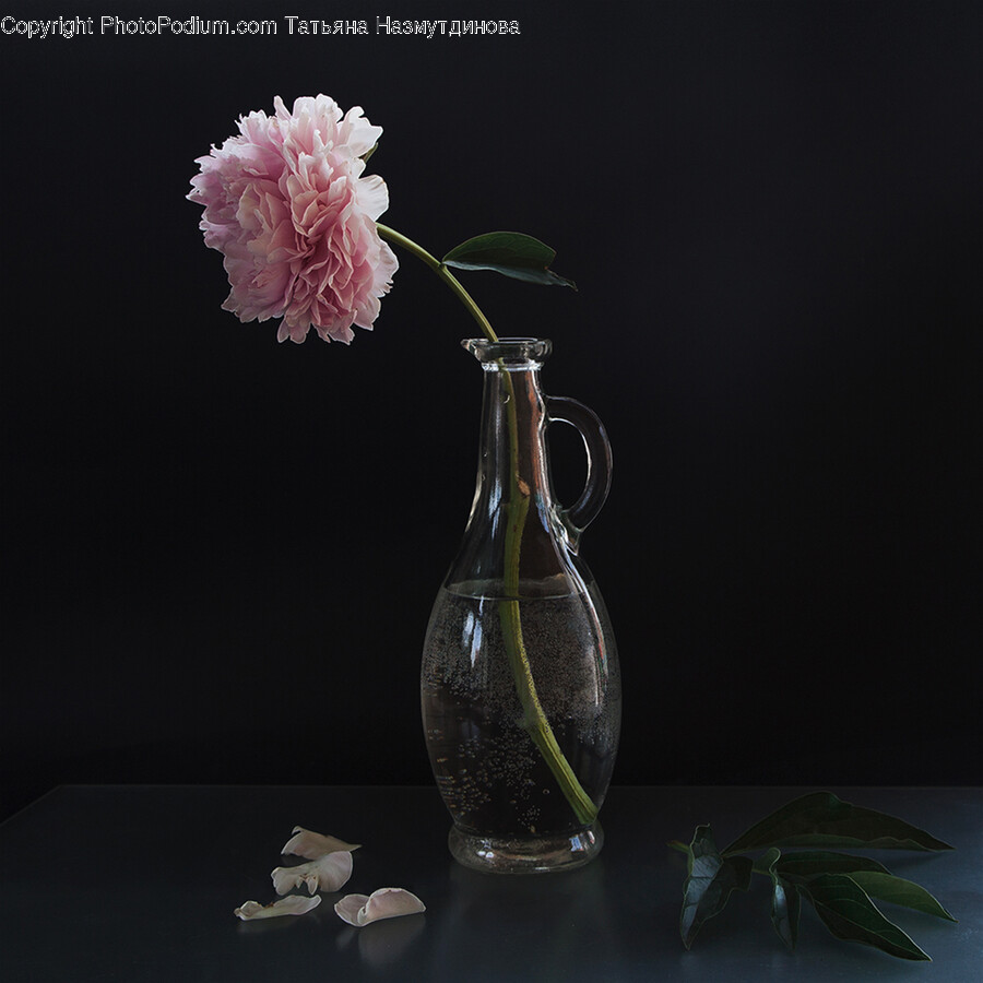 Plant, Flower, Blossom, Carnation, Flower Arrangement