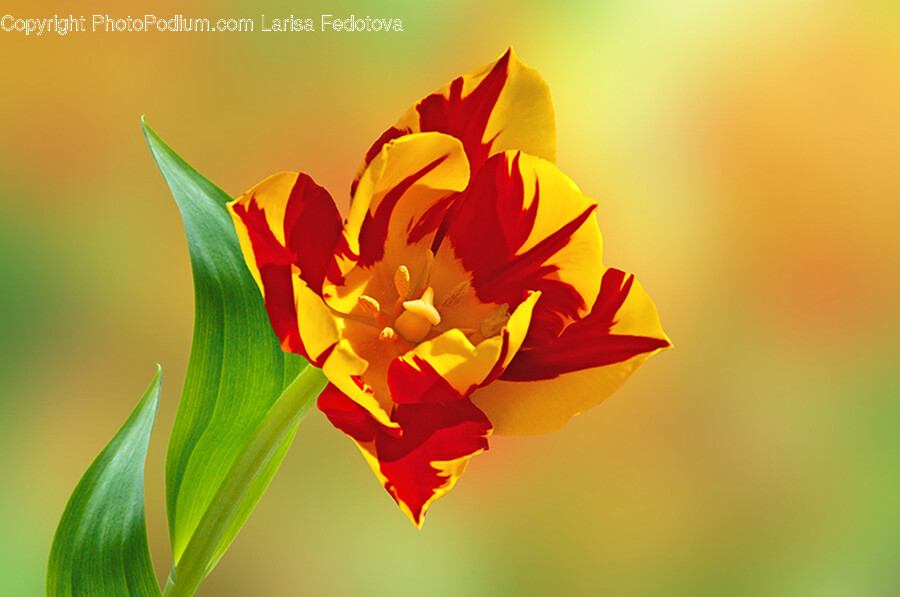 Plant, Flower, Blossom, Anther, Lily