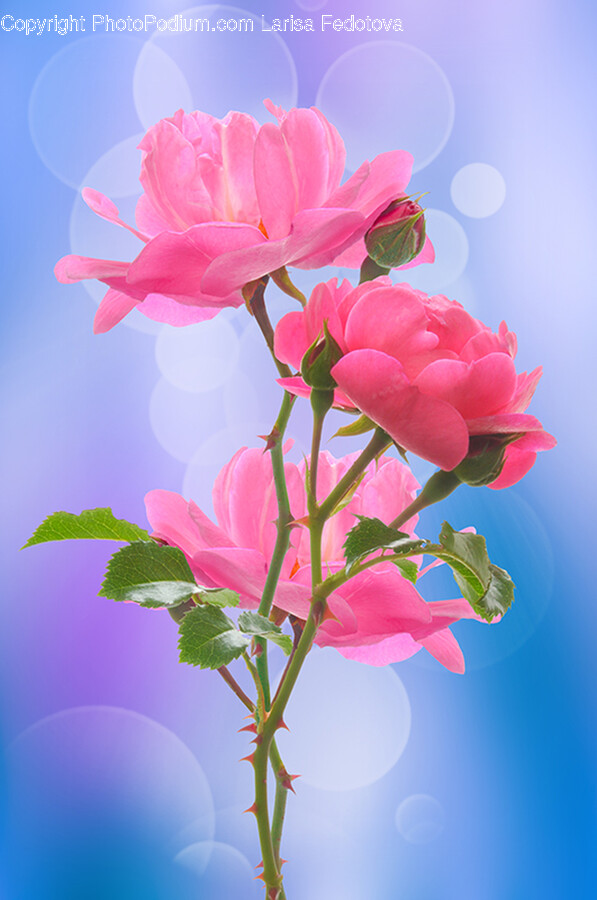 Geranium, Plant, Flower, Blossom, Petal