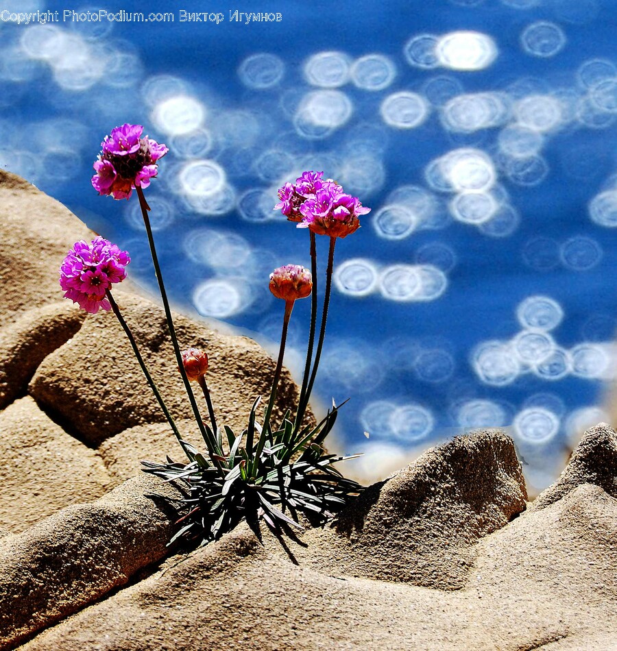 Nature, Outdoors, Ground, Plant, Flower