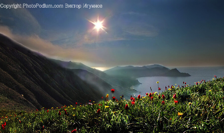 Plant, Flower, Blossom, Flare, Light