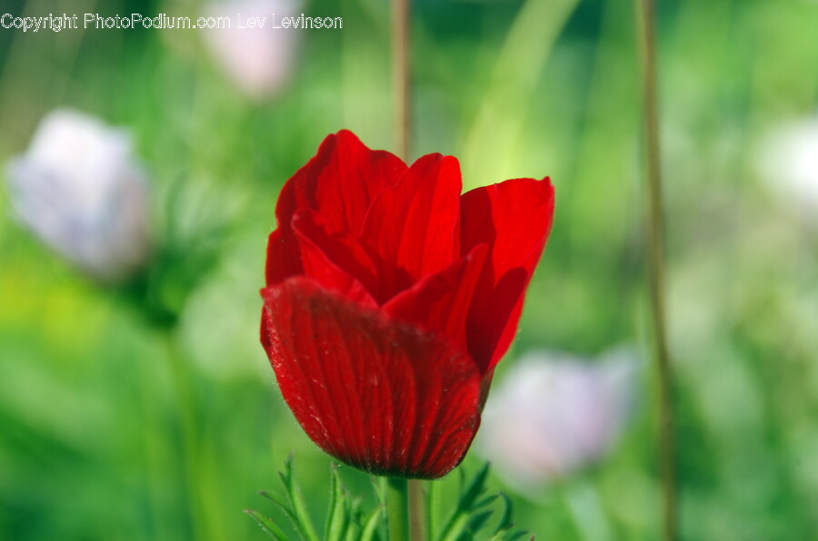 Plant, Geranium, Flower, Blossom, Rose