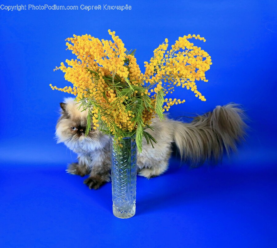 Shelf, Plant, Dog, Animal, Pet