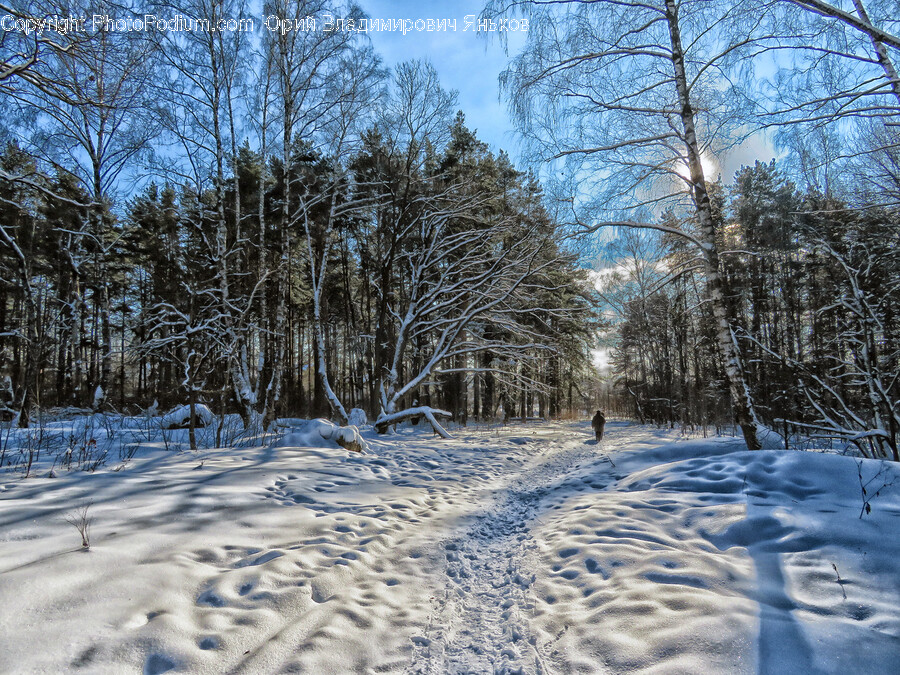 Tree, Plant, Fir, Abies, Nature