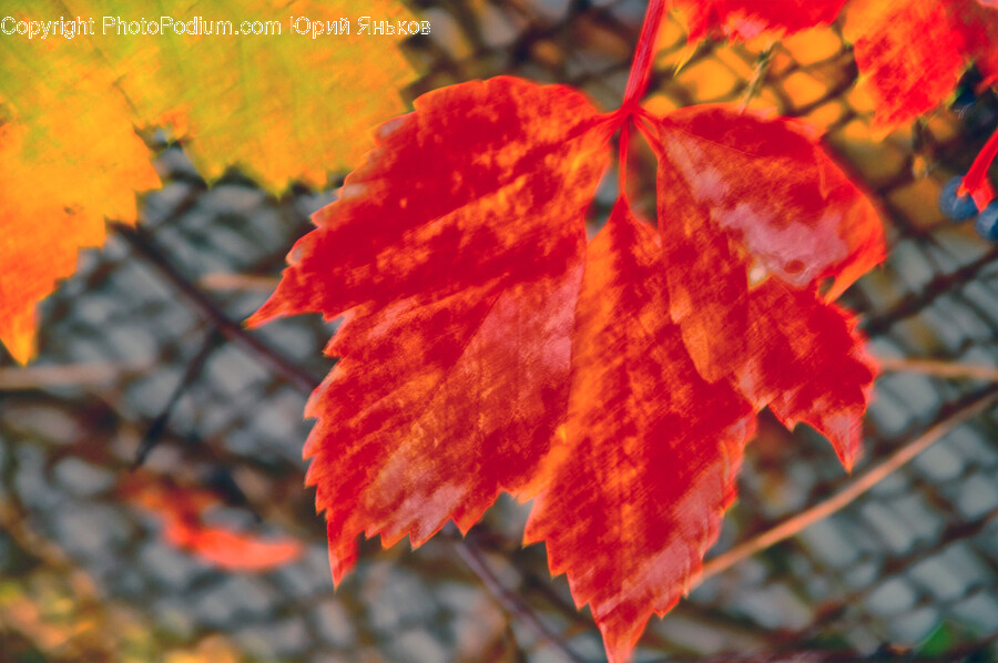 Leaf, Plant, Tree, Maple, Maple Leaf