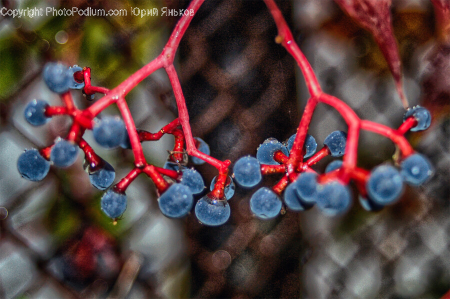 Plant, Fruit, Food, Blueberry, Flower