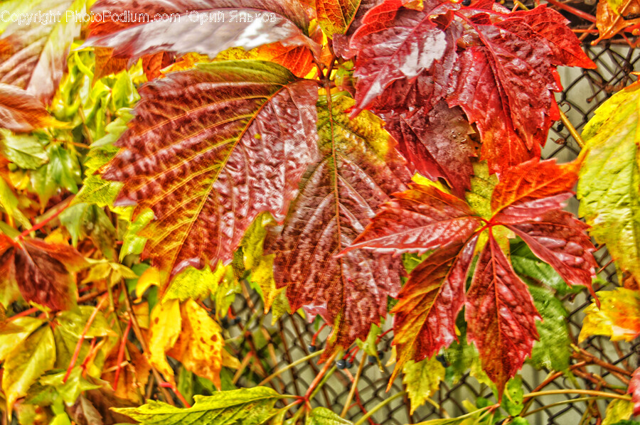 Leaf, Plant, Tree, Veins, Pineapple