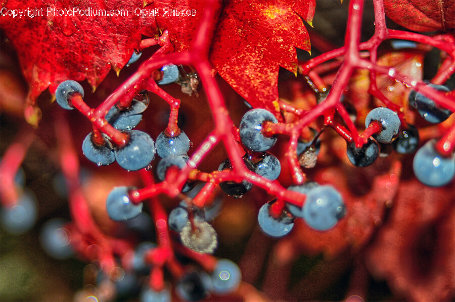 Leaf, Plant, Tree, Grapes, Fruit