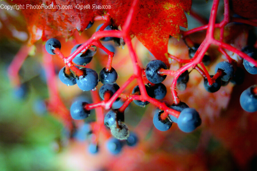 Plant, Blueberry, Fruit, Food, Leaf