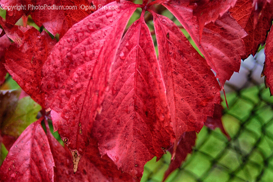 Leaf, Plant, Veins