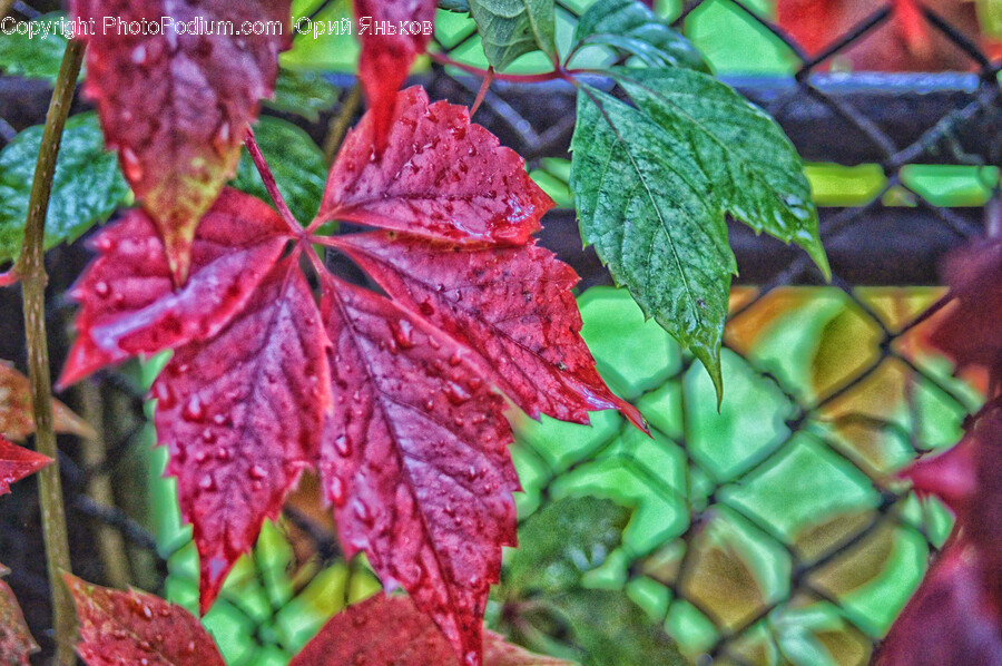 Leaf, Plant, Tree, Maple, Veins