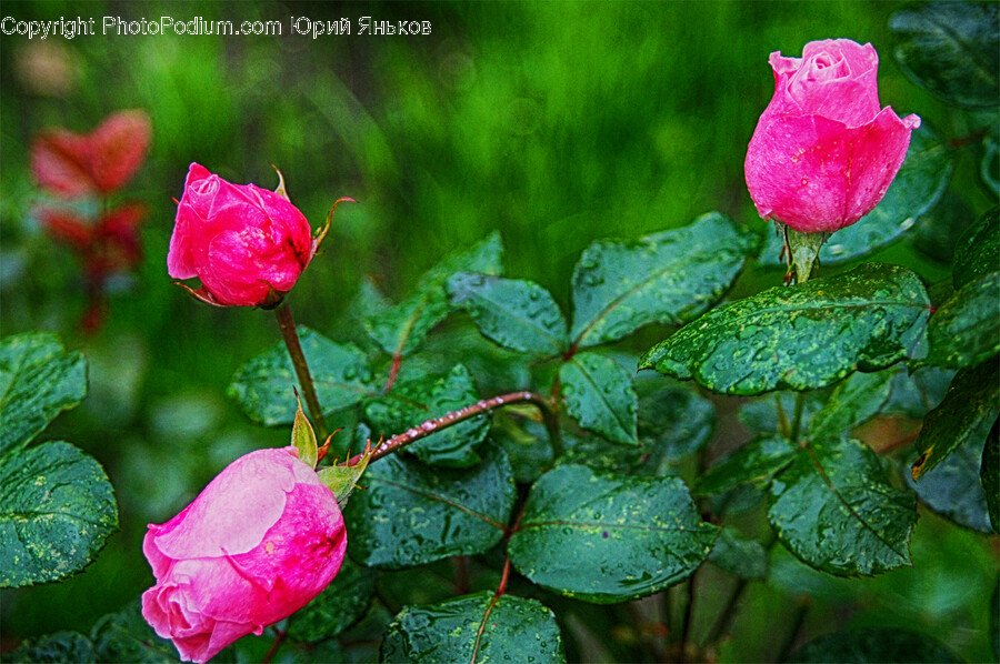 Rose, Plant, Flower, Blossom, Geranium