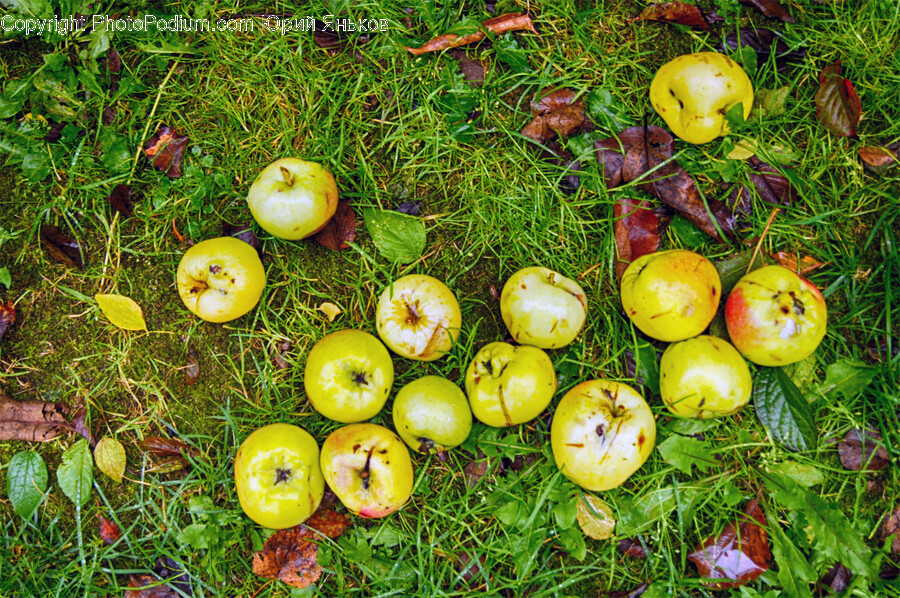 Apple, Plant, Fruit, Food, Grass
