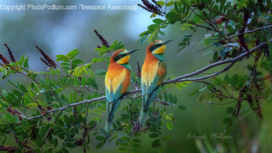 Bee Eater, Bird, Animal