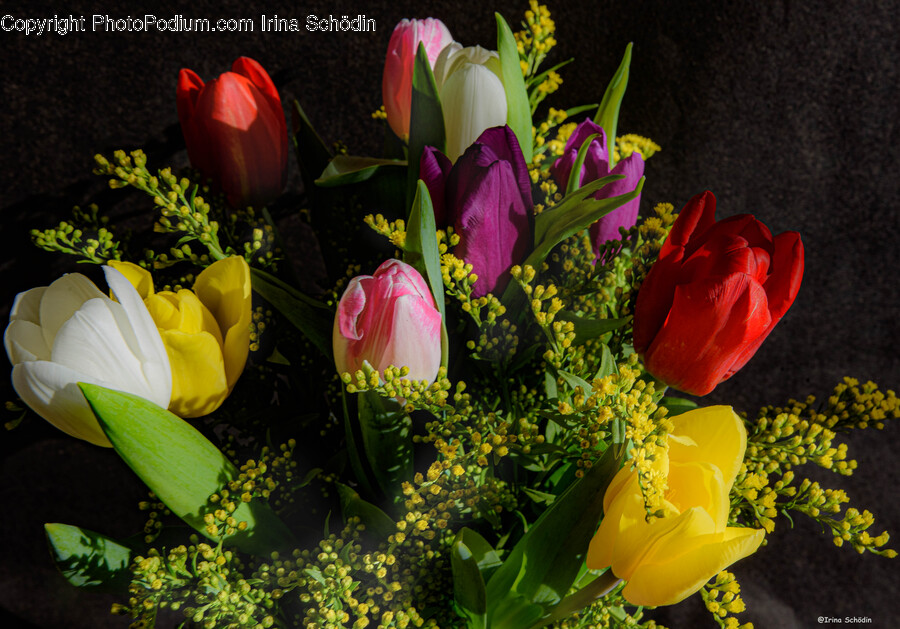 Plant, Flower, Blossom, Flower Bouquet, Flower Arrangement