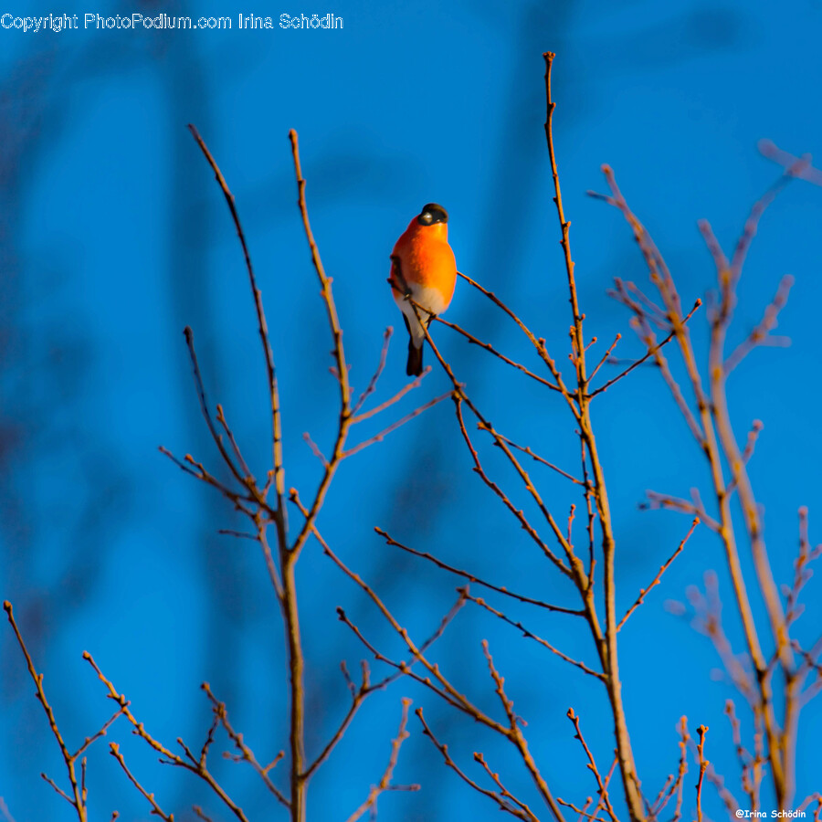 Bird, Animal, Robin, Finch