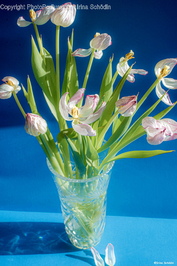Plant, Flower, Blossom, Iris, Pollen