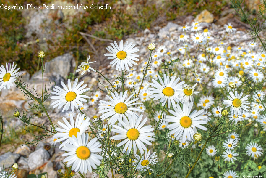 Plant, Daisy, Daisies, Flower, Blossom