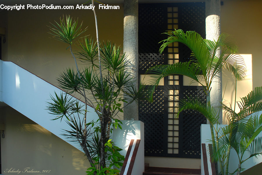 Plant, Potted Plant, Building, Housing, Indoors, Interior Design, Room