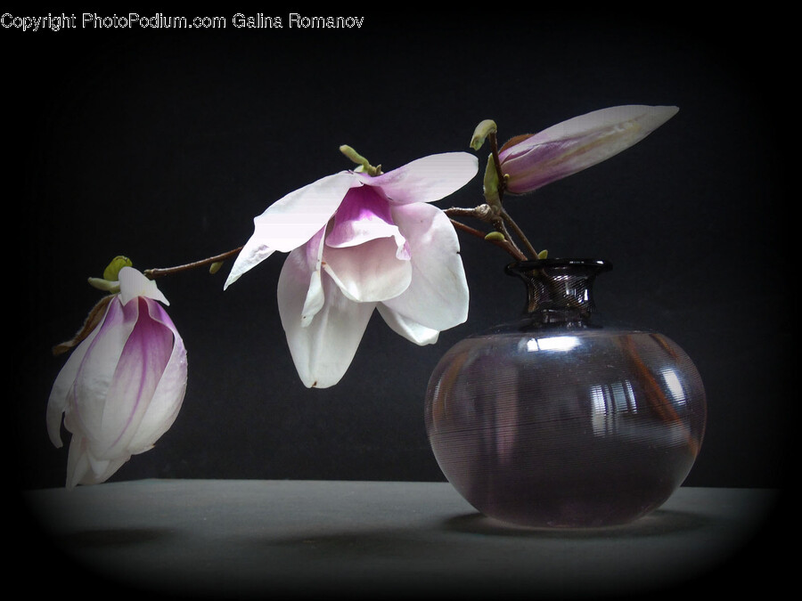 Plant, Ikebana, Vase, Jar, Flower