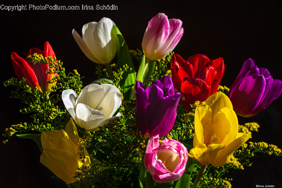 Plant, Flower, Blossom, Petal, Crocus
