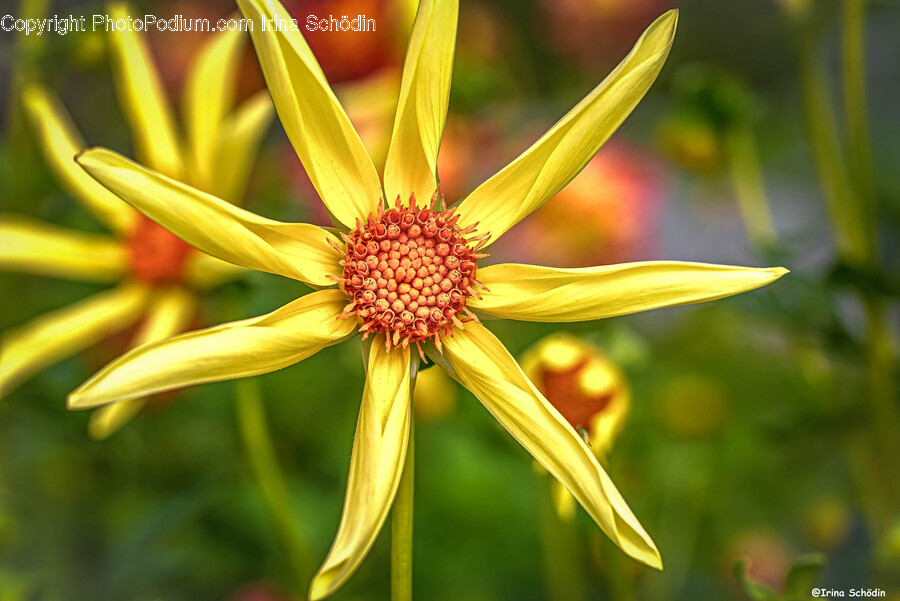 Plant, Flower, Blossom, Petal, Pollen