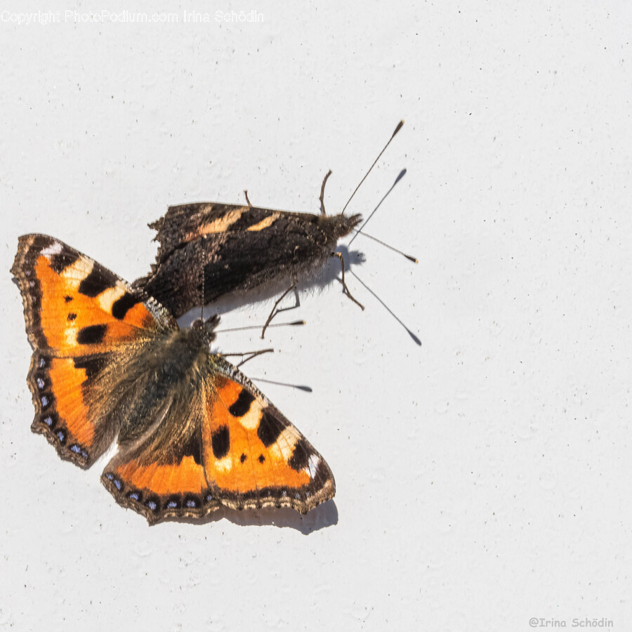 Insect, Invertebrate, Animal, Butterfly, Honey Bee