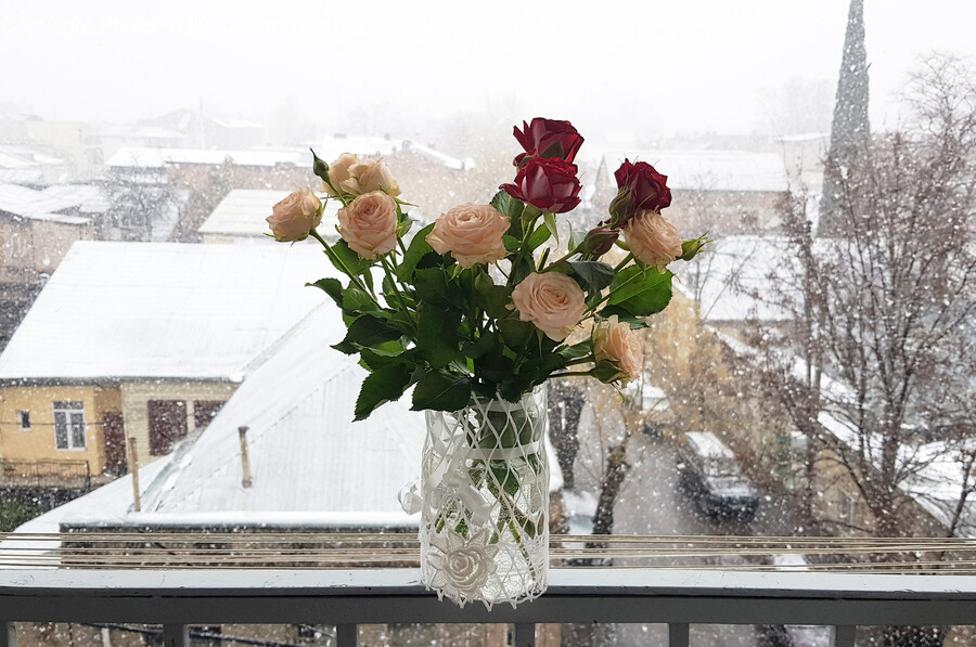 Plant, Flower, Blossom, Flower Arrangement, Flower Bouquet