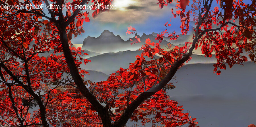 Tree, Plant, Leaf, Maple, Tree Trunk