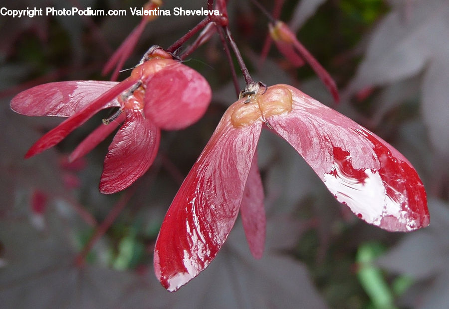 Plant, Blossom, Flora, Flower, Geranium, Cherry, Fruit