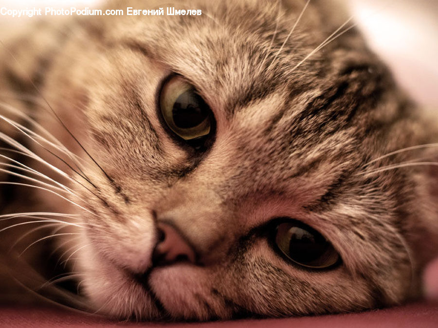 Animal, Cat, Kitten, Mammal, Pet, Abyssinian