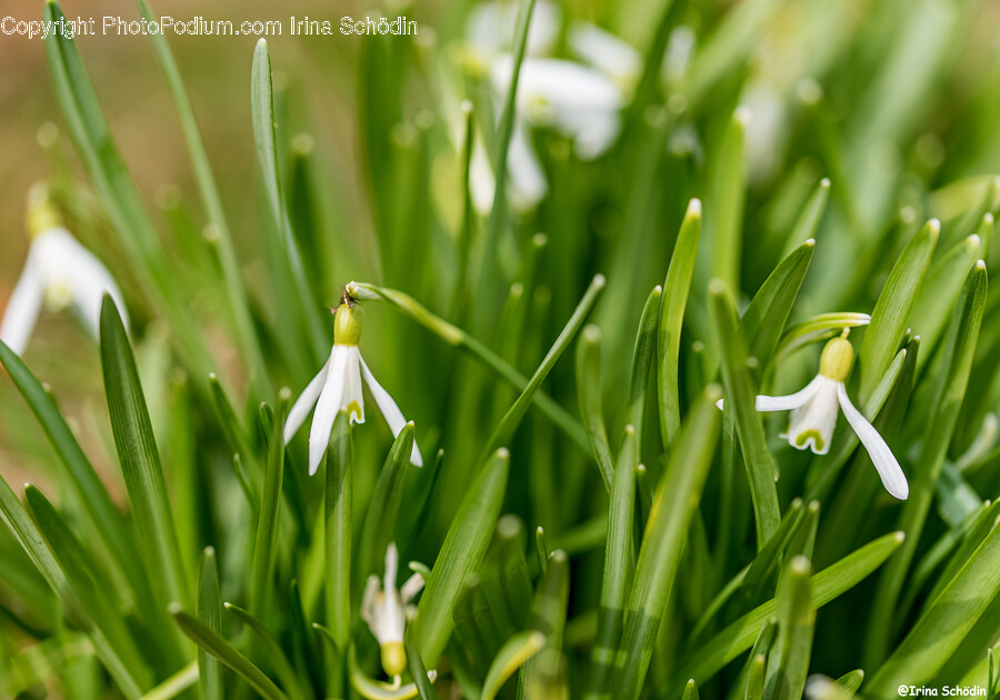 Plant, Flower, Blossom, Amaryllidaceae, Grass