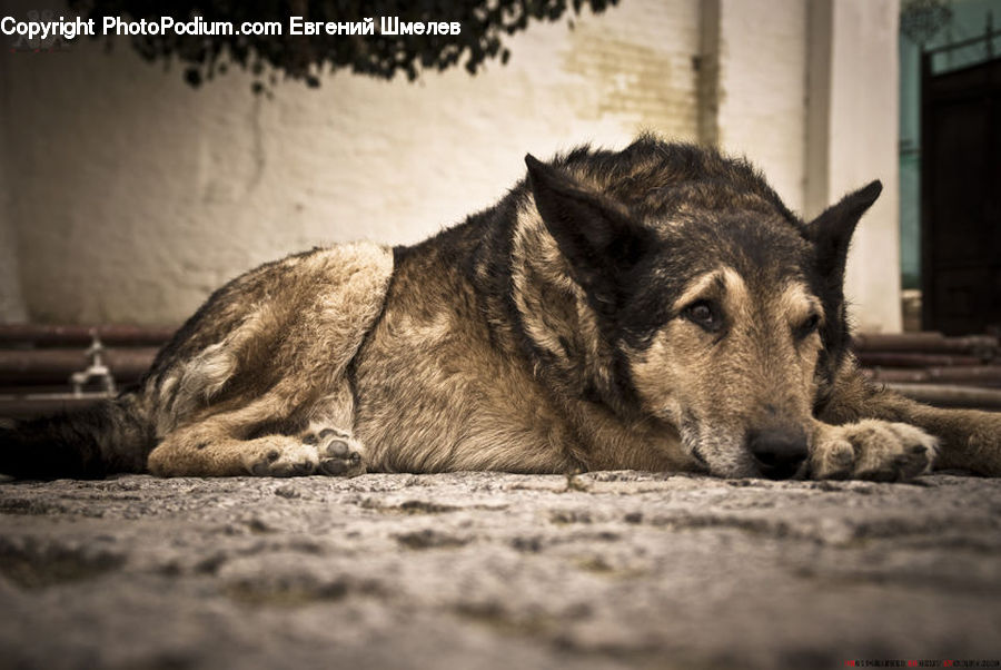 Animal, Boar, Mammal, Warthog, Canine, Dog, German Shepherd
