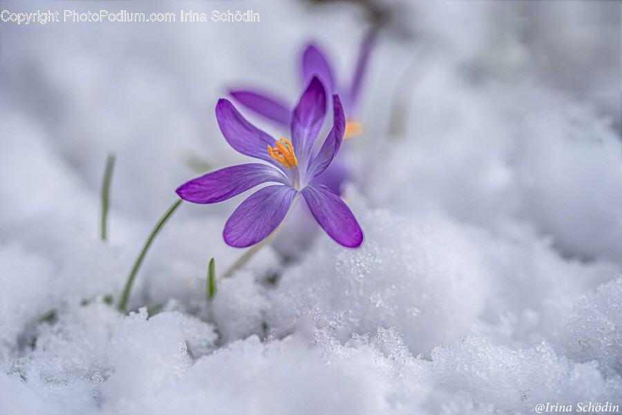 Plant, Geranium, Flower, Blossom, Petal