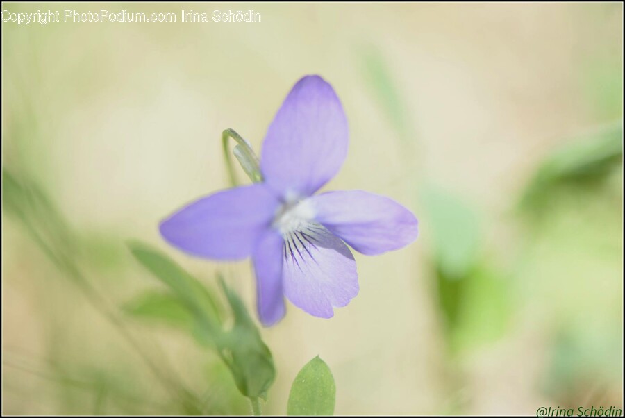 Geranium, Plant, Flower, Blossom, Flax