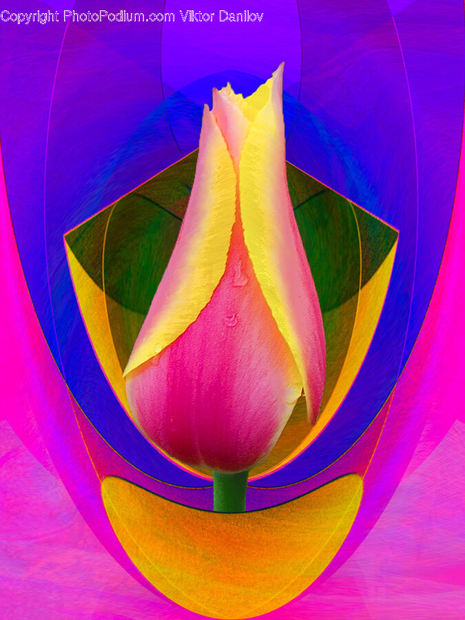 Plant, Flower, Blossom, Tulip, Modern Art
