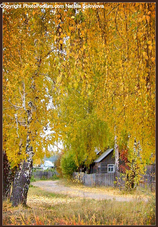 Fence, Hedge, Plant, Birch, Tree, Wood, Building