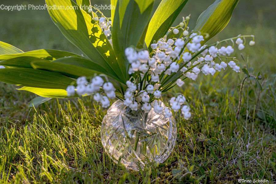 Plant, Flower, Blossom, Apiaceae, Daisy