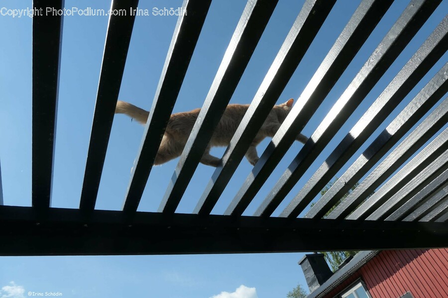 Porch, Patio, Pergola, Bird, Animal