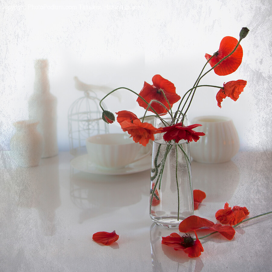 Plant, Geranium, Flower, Blossom, Vase