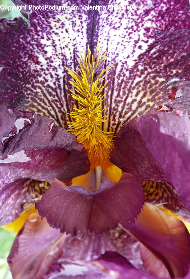 Flora, Flower, Iris, Plant, Blossom, Gladiolus, Crocus