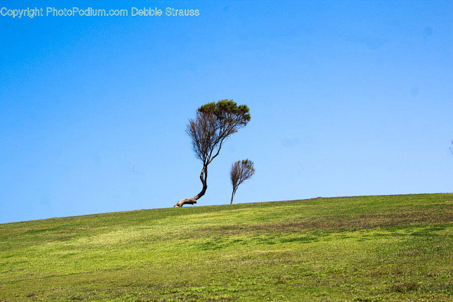 Grass, Plant, Tree, Tree Trunk, Grassland