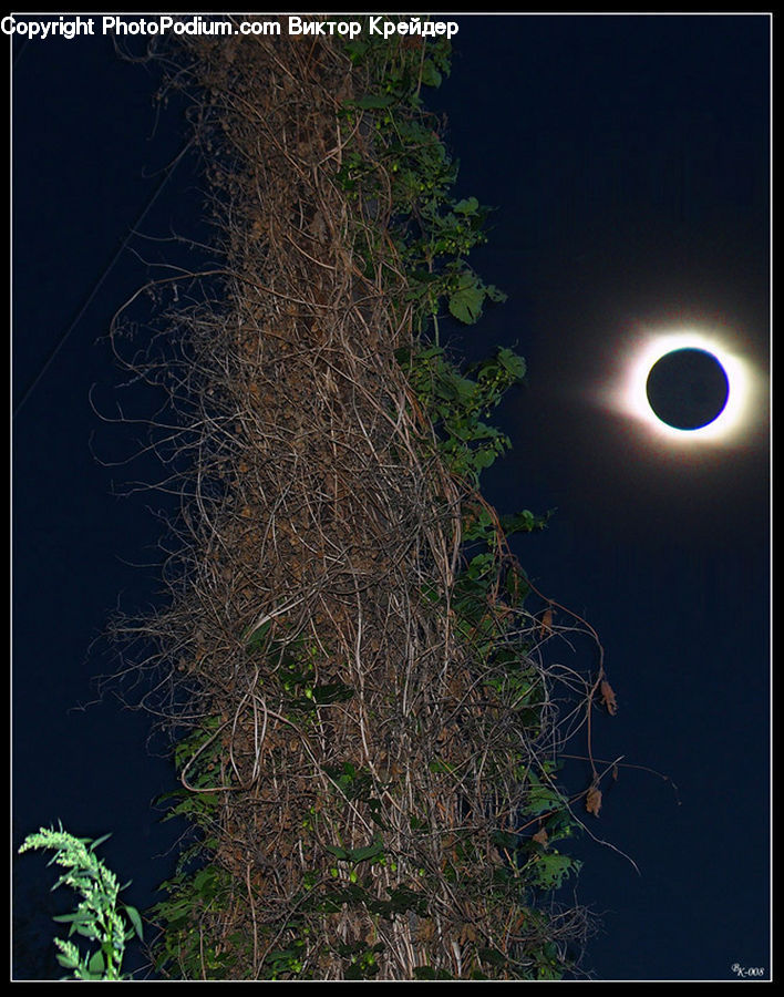 Plant, Potted Plant, Fiber, Hemp, Vine, Conifer, Fir