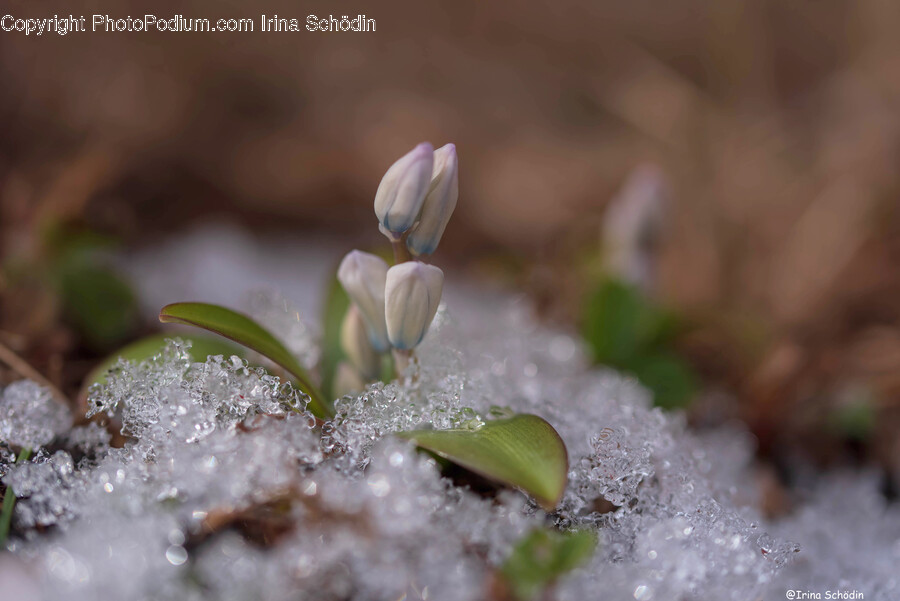 Nature, Plant, Flower, Blossom, Ice