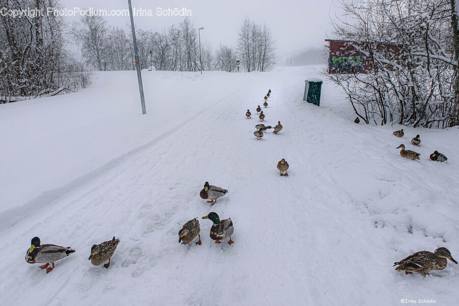 Bird, Animal, Sled, Person, Human