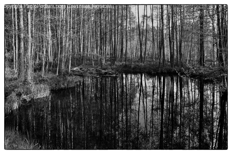 Land, Nature, Outdoors, Water, Swamp