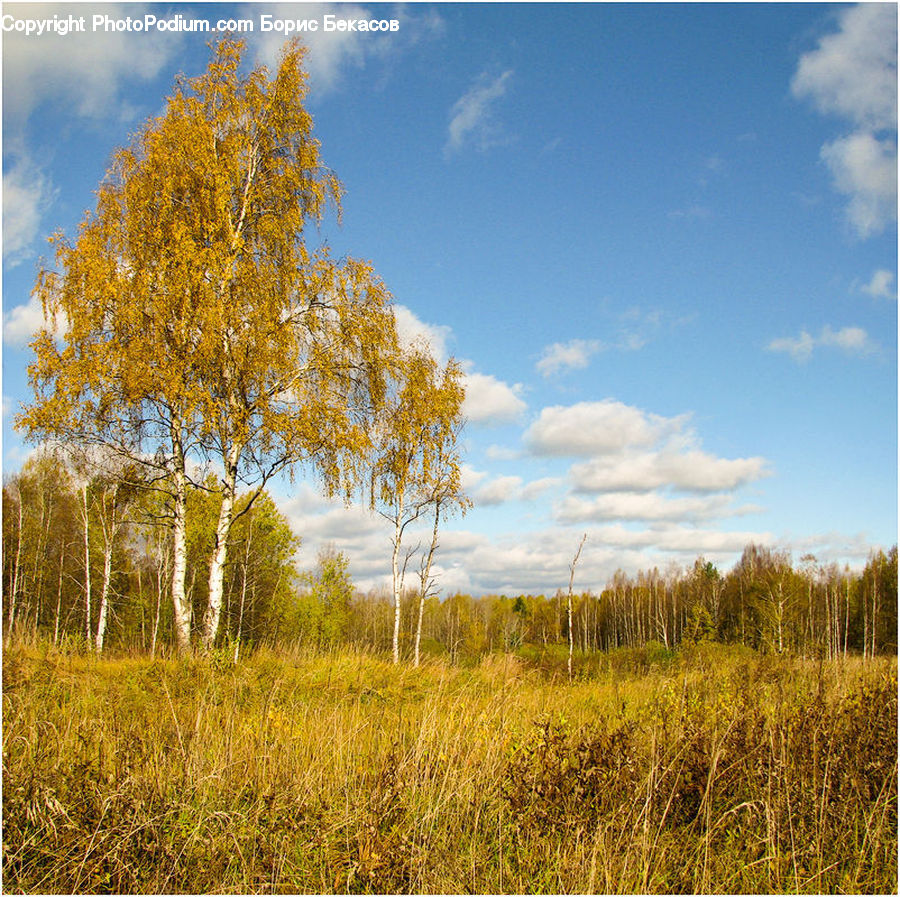 Field, Grass, Grassland, Land, Outdoors, Plant, Meadow