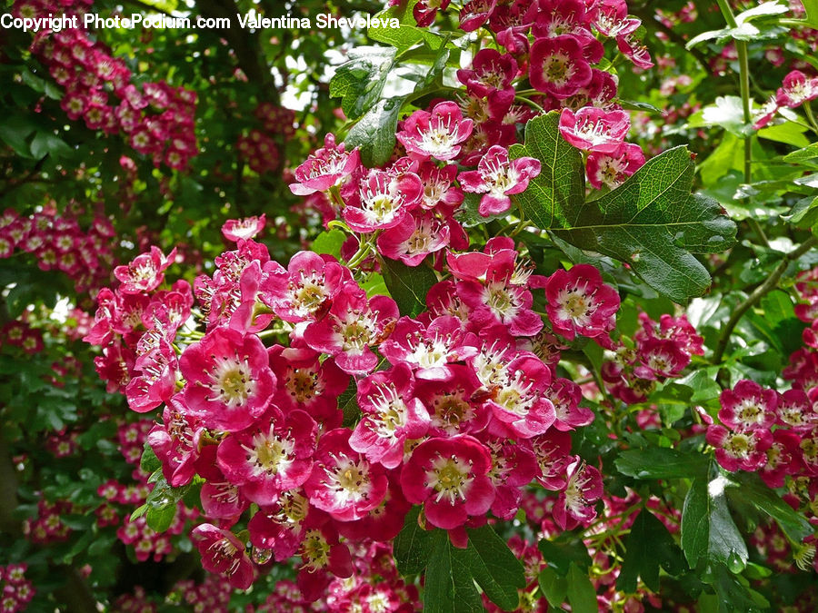 Blossom, Flora, Flower, Plant, Bush, Vegetation, Geranium